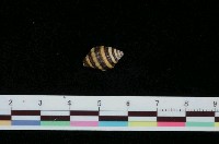 藏品(斑馬峨螺)的圖片